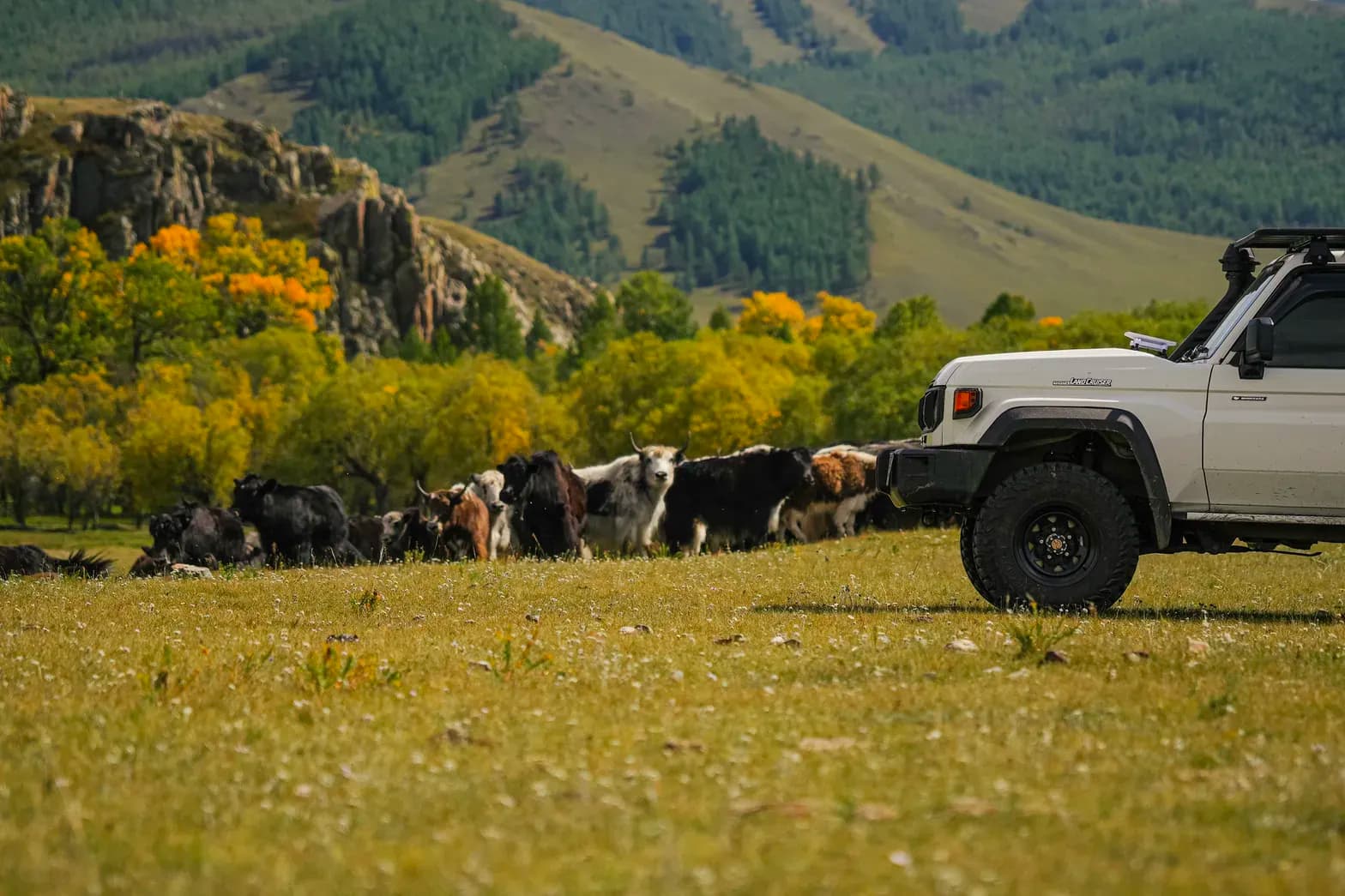 4x4 vehicle and yak herd in a Mongolian mountain valley