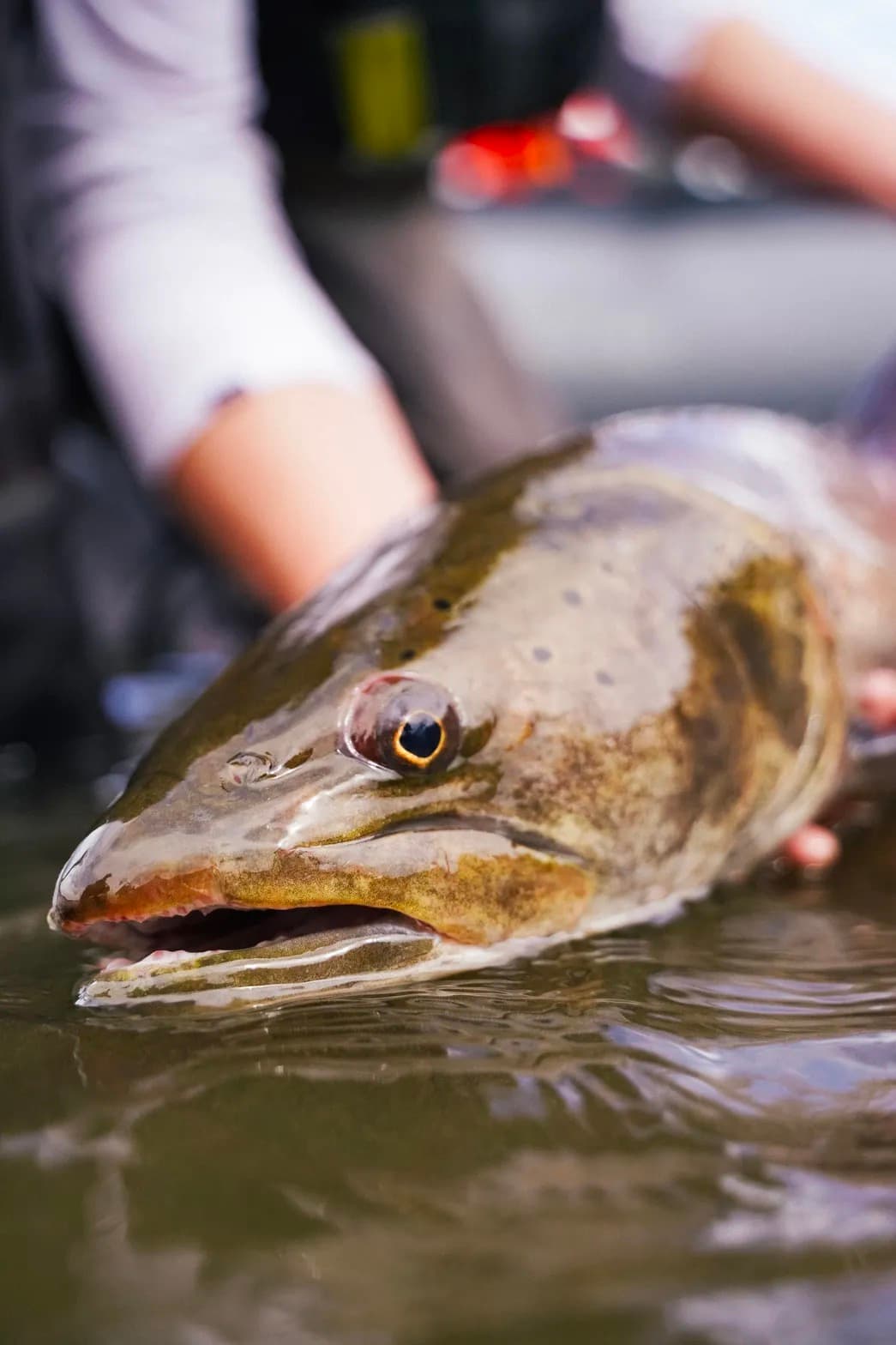 Close-up of a taimen at the surface of a Mongolian river