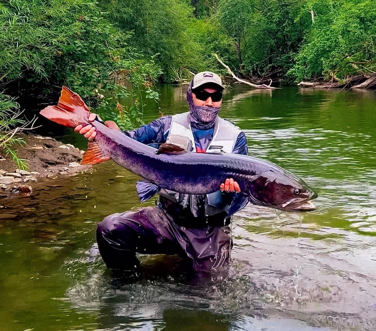 Angler holding a large taimen in a Mongolian river
