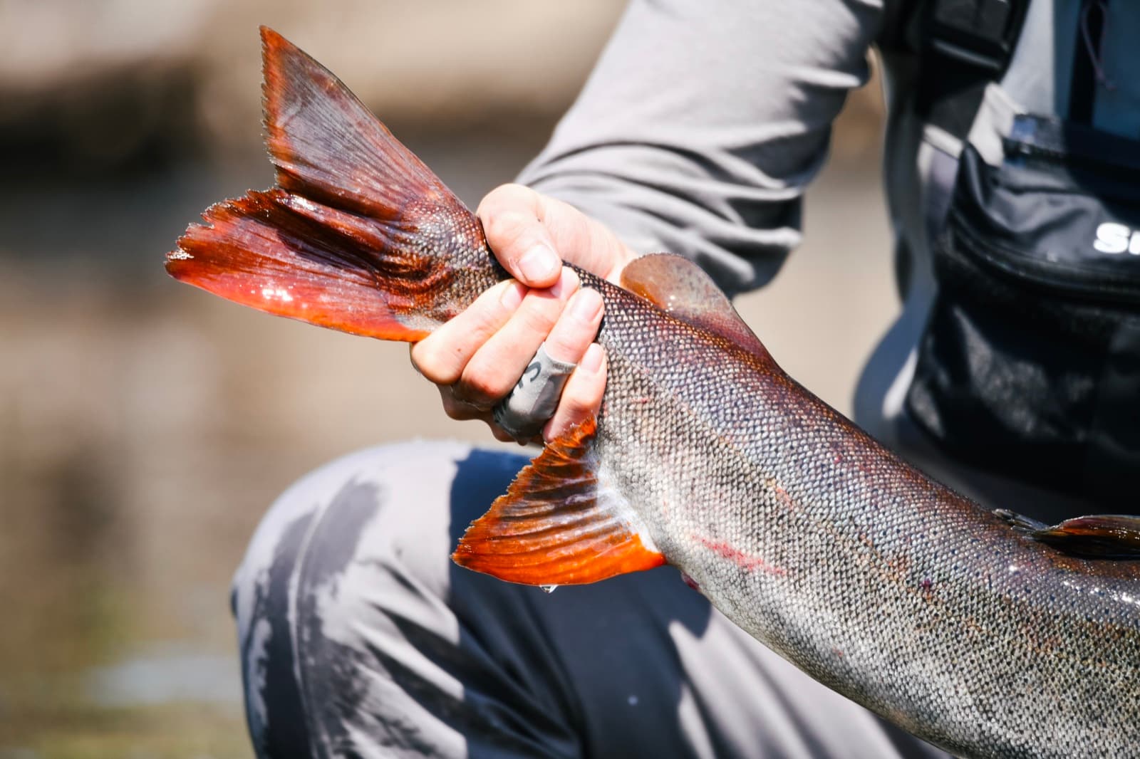 Close-up of an angler holding a large taimen by the tail